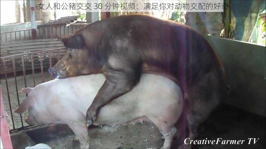 女人和公豬交交 30 分钟视频:满足你对动物交配的好奇