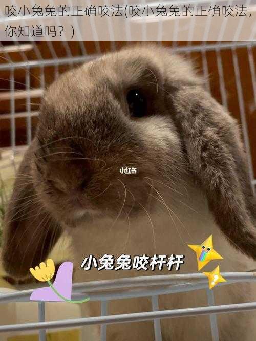 咬小兔兔的正确咬法(咬小兔兔的正确咬法,你知道吗?)